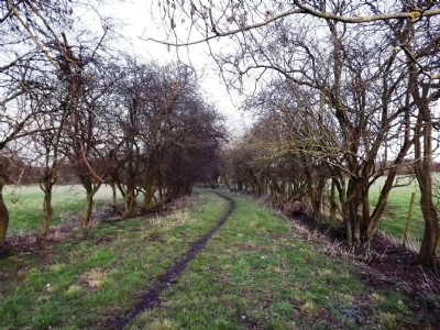 Photographs Of Adams Pit