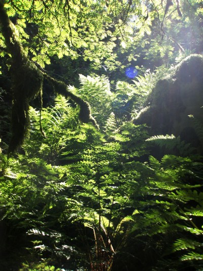 Lushness through the rock window