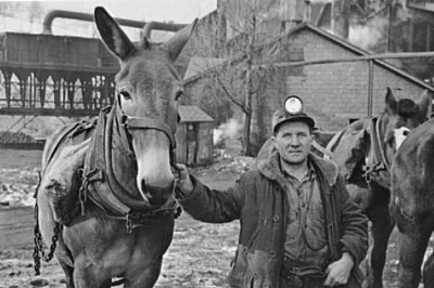 Miner and mule