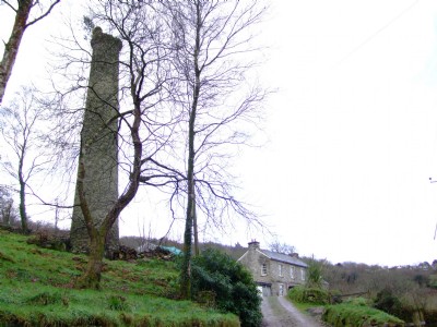 Photographs Of Bramble