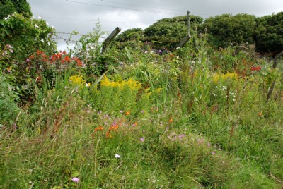 Wheal Busy ecology garden. 25/07/09