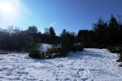 Photographs Of Bog (Photo ref 99328)
