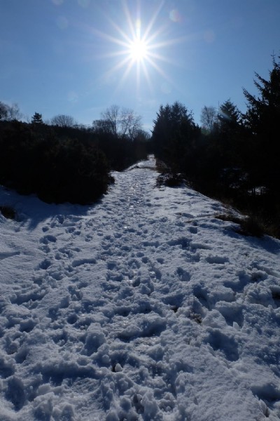 Photographs Of Bog (Photo ref 99329)