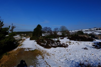 Photographs Of Bog (Photo ref 99330)