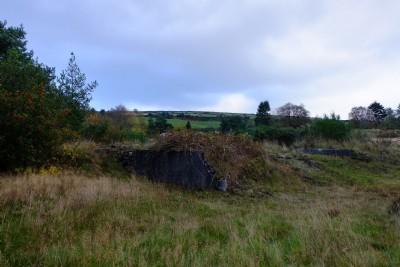 Photographs Of Bog (Photo ref 99360)