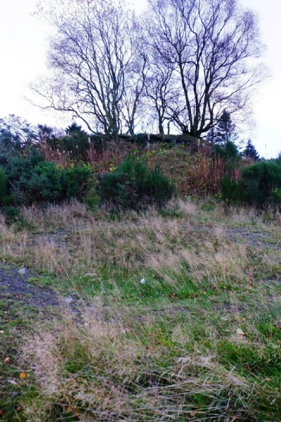 Photographs Of Bog