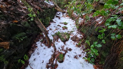 Photographs Of Bower