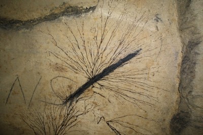 mould