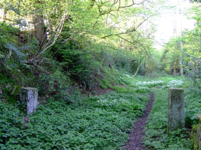View along Warner quarry Branch 07.05.08