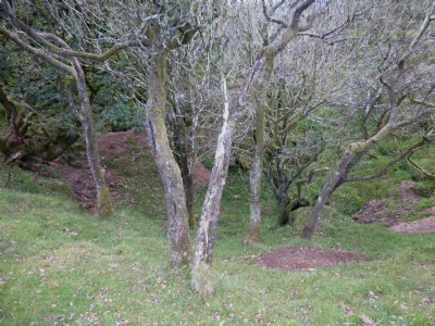 Craddock Moor