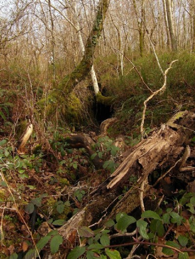 Photographs Of Cae Fali