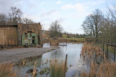 Reed beds