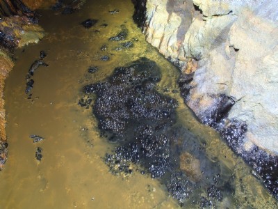 Black cave pearls