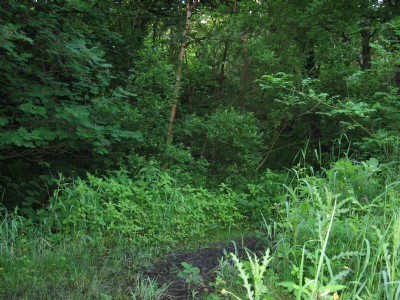 pathway and bankside