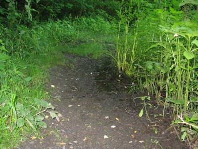 pathway