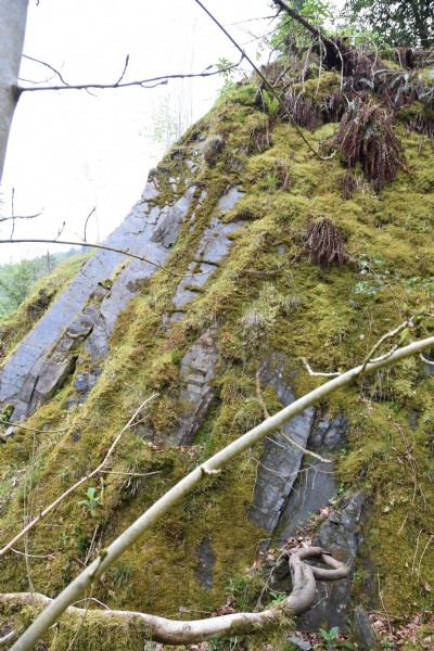 Photographs Of Coed Y Chwarel