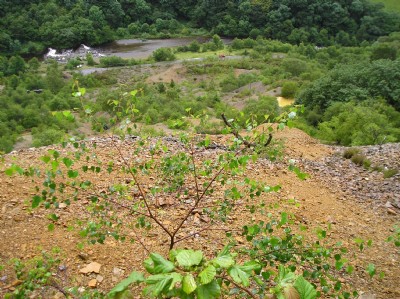View to Afon Rheidol from near No. 6 level