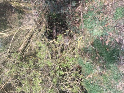 Photographs Of Diminsdale