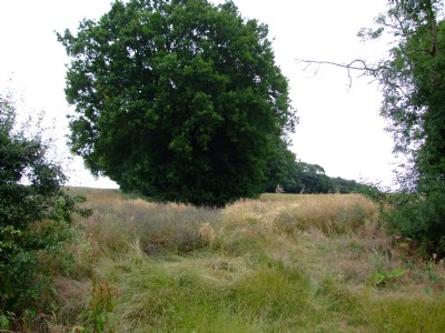 16.07.09 Easton On the Hill Quarry - Tree is start of wood in which are the shed and winding drum