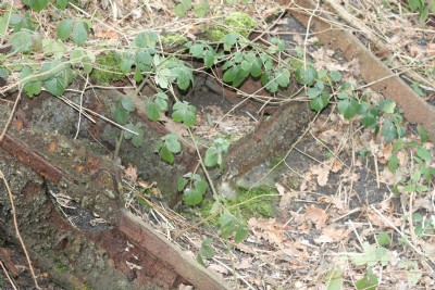 more Emroyd remains