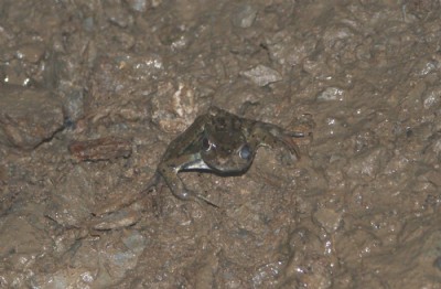 Small Frog