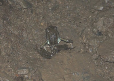 Frog 2