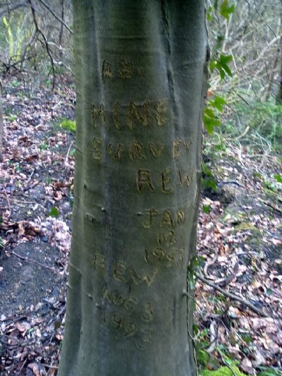 Tree Carvings