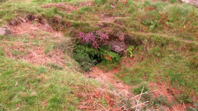 Middle level