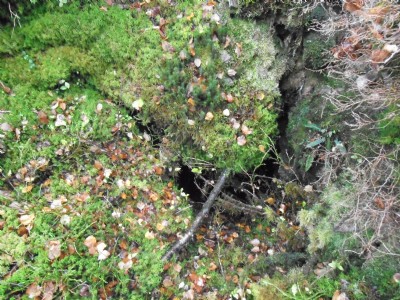 Gwaithcoch
