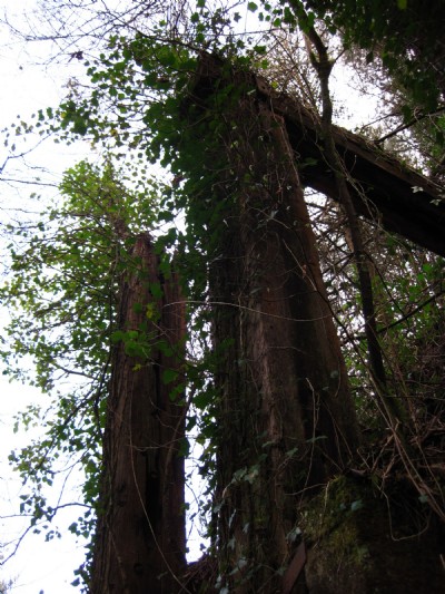 remains of uprights in old mill