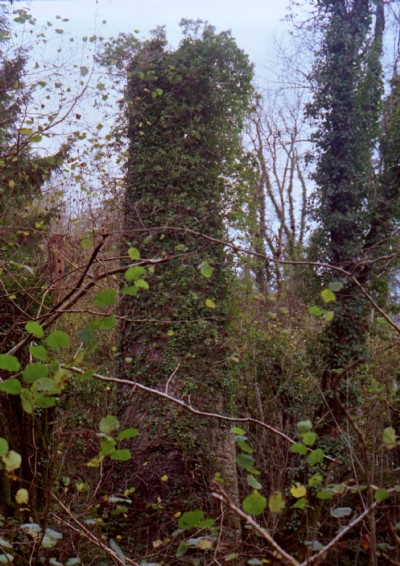 herodscoombe chimmney