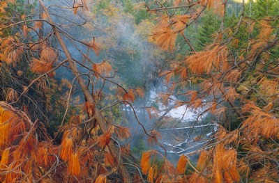 Sulphuric acid fumes kills trees on top of Iron Mountain Mine.