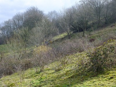 Jugholes Wood