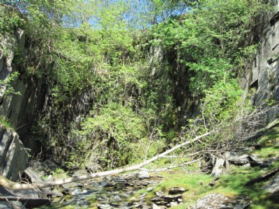 Overgrown Interior