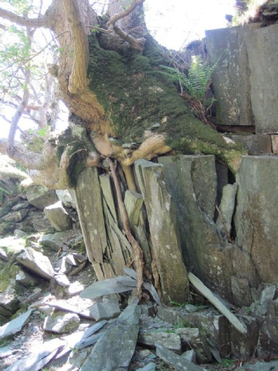Trees collapsing the walls