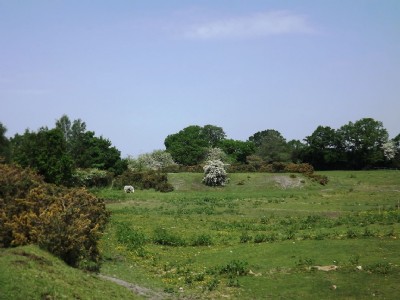 Photographs Of Kingfield Pit (Photo ref 75706)