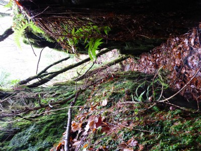 Photographs Of Ladstock