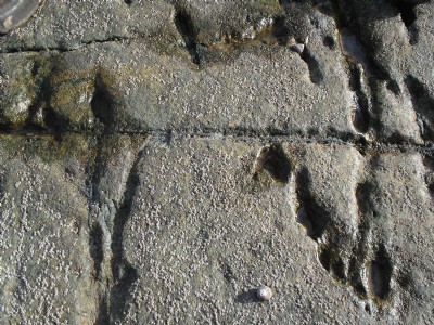 Tin Veins