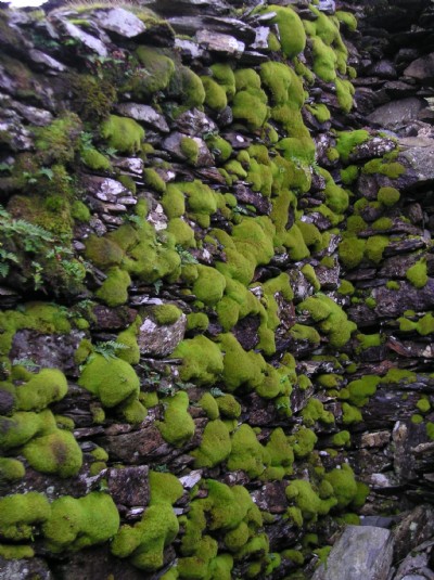 Moss