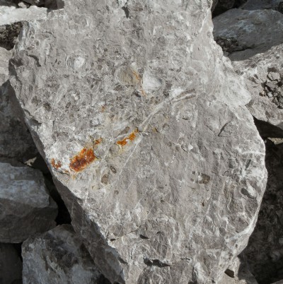 Fosssils in limestone