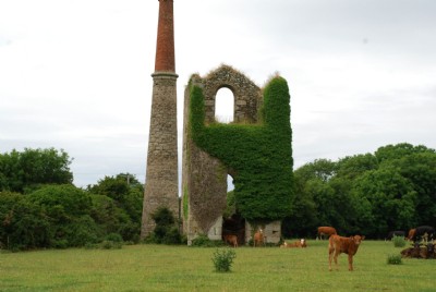Photographs Of Nancegollan (Photo ref 36724)