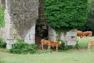 Photographs Of Nancegollan (Photo ref 36728)