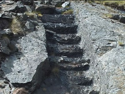 Dressing Plant steps