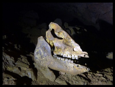 Skull