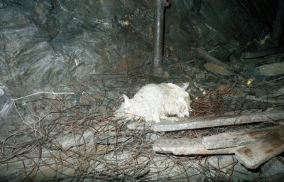 Unfortunate sheep on G floor