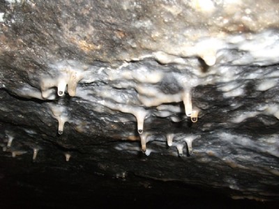 Photographs Of Old Ash