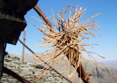Old Man of Coniston
