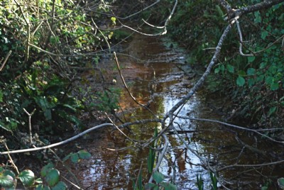 Stream in garden