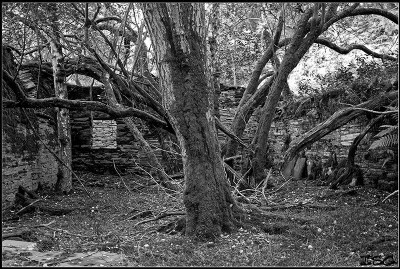 Tree in Mill