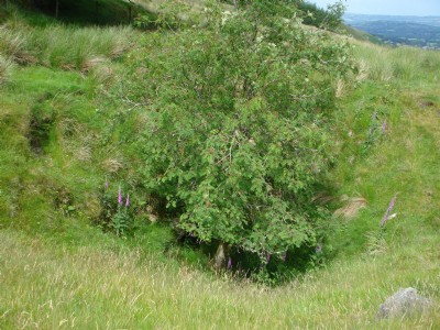 Engine shaft